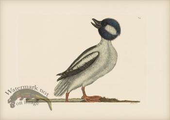 095 Buffels Head Duck